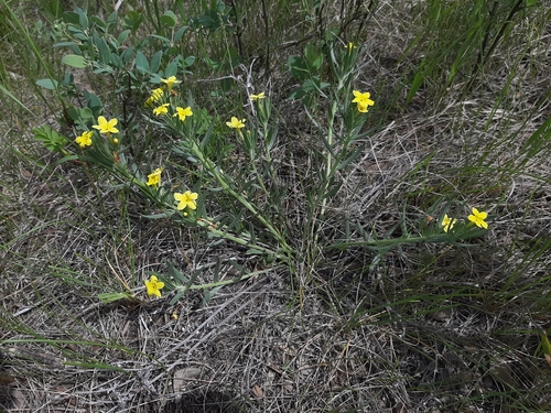 narrowleaf puccoon