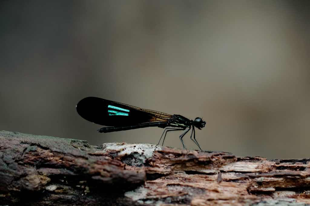 Rhinocypha anisoptera (Rhinocypha anisoptera)