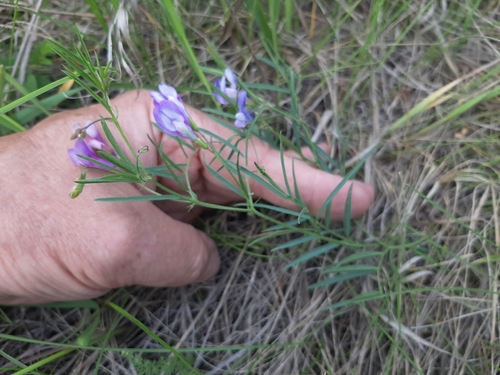 American vetch