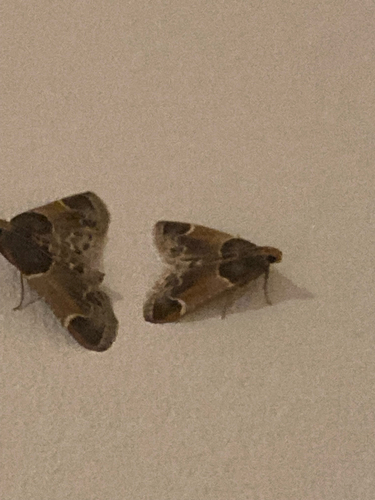 Meal moth