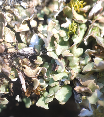 Cladonia strepsilis