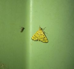 Glycythyma thymedes