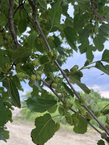 white mulberry
