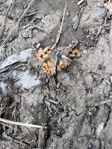 Painted Lady