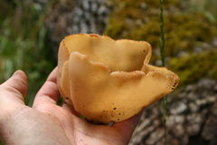 Peziza echinospora