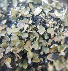 Cladonia strepsilis