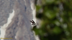 Tachycineta thalassina