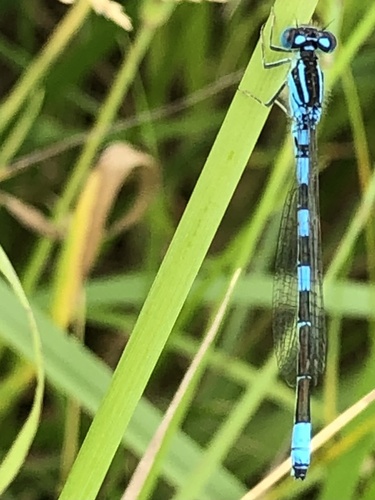 Dainty Damselfly
