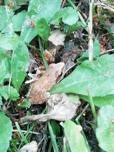 Agile Frog