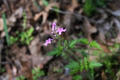 Glandularia canadensis