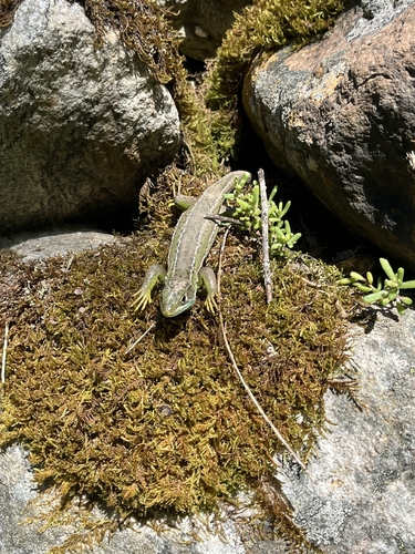 Western Green Lizard