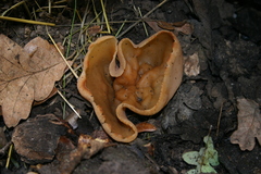 Peziza echinospora
