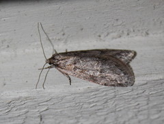 Semioscopis
