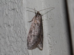 Semioscopis