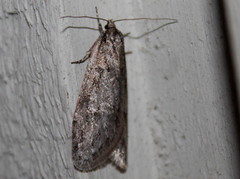 Semioscopis