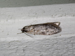 Semioscopis