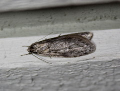 Semioscopis