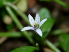 Lobelia fatiscens