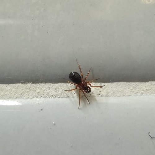 Pelecopsis bucephala