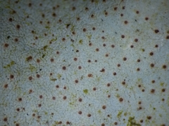 Dermatocarpon muhlenbergii