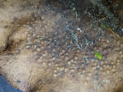 Dermatocarpon muhlenbergii