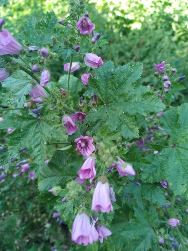 Common Mallow