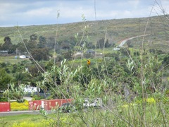 Icterus cucullatus nelsoni