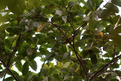 Vireolanius leucotis