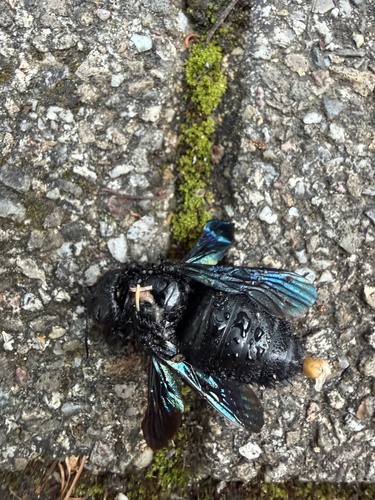 Xylocopa