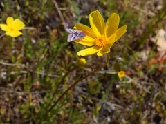 Schinia pulchripennis