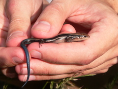 Plestiodon anthracinus anthracinus