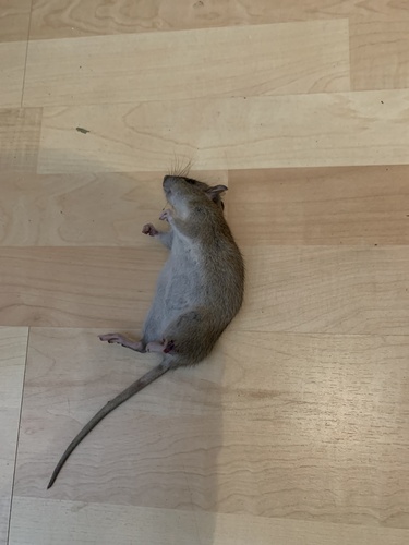 Brown Rat