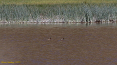 Podiceps nigricollis