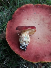 Xerocomellus ripariellus