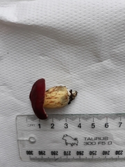 Xerocomellus ripariellus
