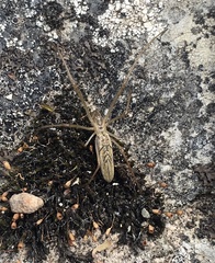 Tetragnatha mandibulata