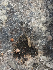 Tetragnatha mandibulata