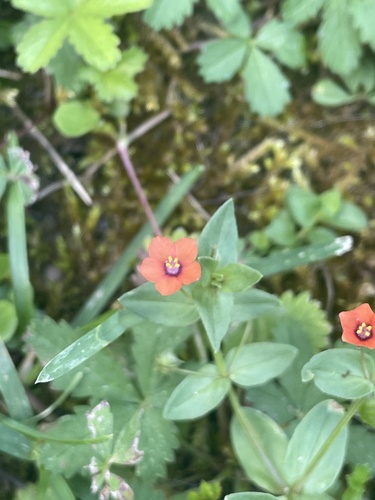 scarlet pimpernel