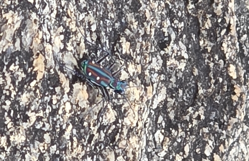 Crimson Tethys Tiger Beetle photo 4
