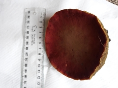 Xerocomellus ripariellus