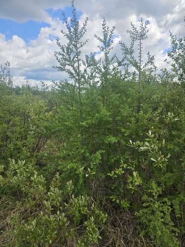 tamarack