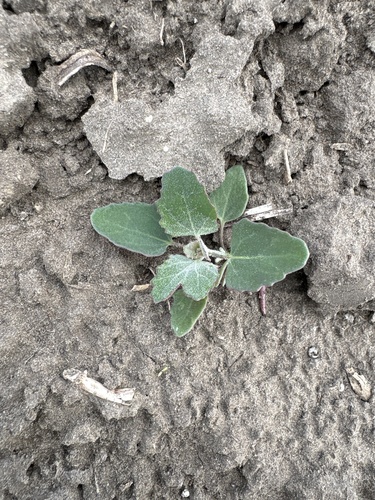 Common Lambsquarters