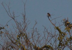 Pycnonotus barbatus layardi