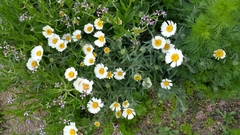 Layia glandulosa