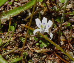 Lobelia ionantha