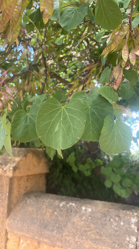 Judas-tree