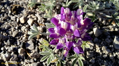 Lupinus duranii