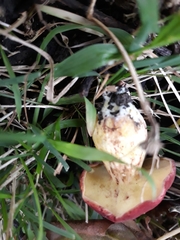 Xerocomellus ripariellus