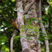 Dot-throated Woodpecker - Photo (c) Gustavo Gonsioroski, some rights reserved (CC BY-NC), uploaded by Gustavo Gonsioroski
