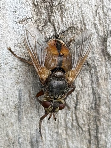 Common Tachinid